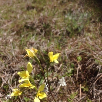 Diuris chryseopsis (Golden Moth) at Kama - 29 Sep 2015 by RichardMilner