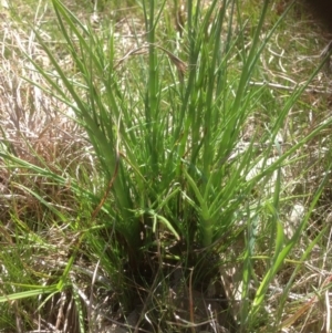 Eryngium ovinum at Molonglo River Reserve - 29 Sep 2015