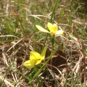 Diuris chryseopsis at Molonglo River Reserve - suppressed