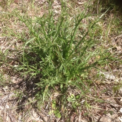 Eryngium ovinum (Blue Devil) at Belconnen, ACT - 1 Oct 2015 by RichardMilner