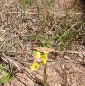 Diuris chryseopsis at Molonglo River Reserve - 1 Oct 2015