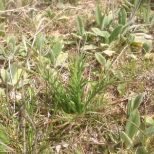 Eryngium ovinum at Lyneham, ACT - 1 Oct 2015 10:48 AM