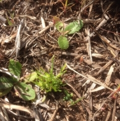 Isoetopsis graminifolia (Grass Cushion Daisy) at Belconnen, ACT - 1 Oct 2015 by RichardMilner