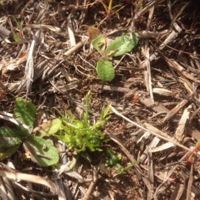 Isoetopsis graminifolia (Grass Cushion Daisy) at Belconnen, ACT - 1 Oct 2015 by RichardMilner