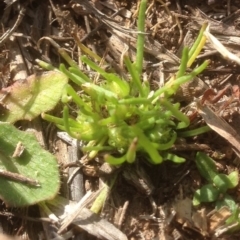 Isoetopsis graminifolia at Molonglo River Reserve - 1 Oct 2015 10:49 AM