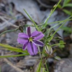 Thysanotus patersonii (Twining Fringe Lily) at Farrer Ridge - 30 Sep 2015 by FranM