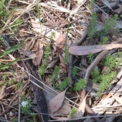 Asperula conferta (Common Woodruff) at ANU Liversidge Precinct - 30 Sep 2015 by TimYiu