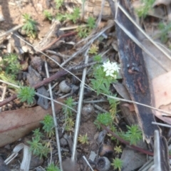 Asperula conferta at Acton, ACT - 1 Oct 2015