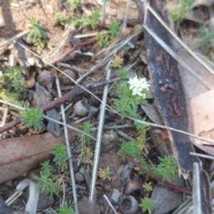 Asperula conferta at Acton, ACT - 1 Oct 2015 12:00 AM