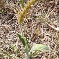 Plantago varia (Native Plaintain) at ANU Liversidge Precinct - 30 Sep 2015 by TimYiu