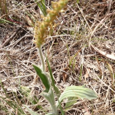 Plantago varia (Native Plaintain) at Acton, ACT - 30 Sep 2015 by TimYiu