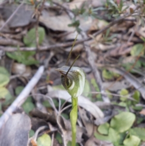 Pterostylis pedunculata at Belconnen, ACT - 1 Oct 2015