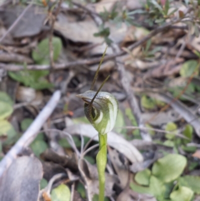 Pterostylis pedunculata (Maroonhood) at Aranda Bushland - 1 Oct 2015 by MattM