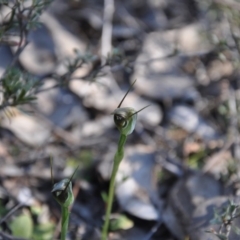 Pterostylis pedunculata at Belconnen, ACT - 1 Oct 2015