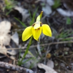 Diuris chryseopsis (Golden Moth) at Aranda Bushland - 1 Oct 2015 by MattM