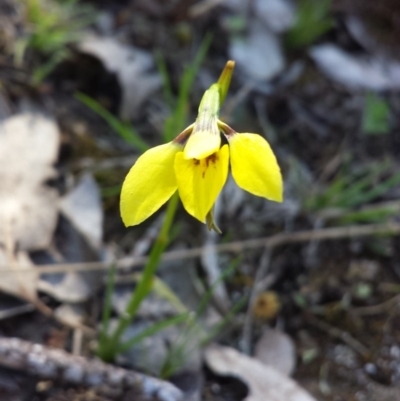 Diuris chryseopsis (Golden Moth) at Aranda Bushland - 1 Oct 2015 by MattM