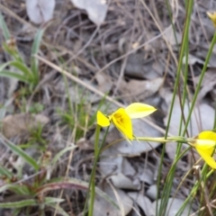 Diuris chryseopsis at Cook, ACT - suppressed