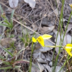 Diuris chryseopsis at Cook, ACT - 1 Oct 2015