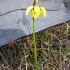 Diuris chryseopsis (Golden Moth) at Kinleyside - 30 Sep 2015 by MattM