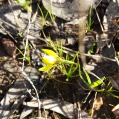 Diuris chryseopsis at Casey, ACT - suppressed