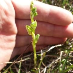 Hymenochilus sp. (A Greenhood Orchid) at Casey, ACT - 1 Oct 2015 by MattM