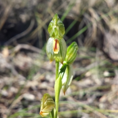 Bunochilus umbrinus (ACT) = Pterostylis umbrina (NSW) (Broad-sepaled Leafy Greenhood) by MattM