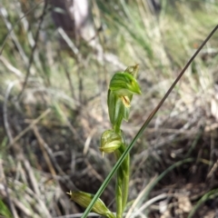 Bunochilus umbrinus (ACT) = Pterostylis umbrina (NSW) at suppressed - 1 Oct 2015