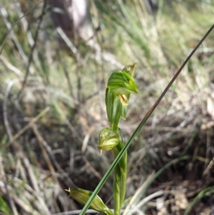 Bunochilus umbrinus (ACT) = Pterostylis umbrina (NSW) at suppressed - 1 Oct 2015