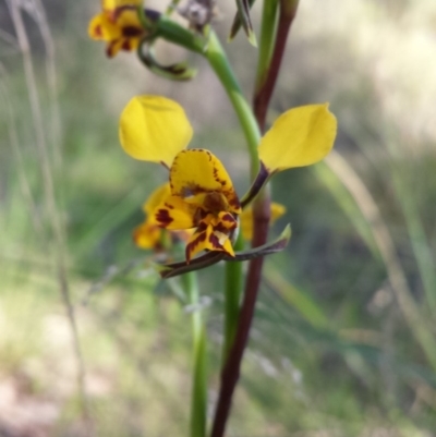 Diuris nigromontana (Black Mountain Leopard Orchid) at Aranda, ACT - 1 Oct 2015 by MattM