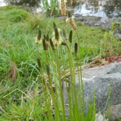 Plantago lanceolata (Ribwort Plantain, Lamb's Tongues) at Fadden Hills Pond - 30 Sep 2015 by RyuCallaway