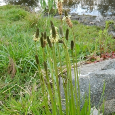 Plantago lanceolata (Ribwort Plantain, Lamb's Tongues) at Fadden Hills Pond - 1 Oct 2015 by ArcherCallaway