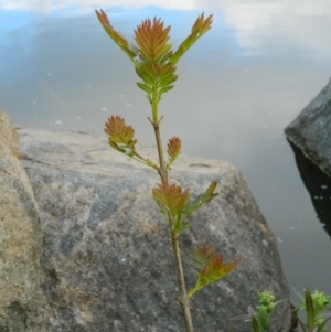 Fraxinus angustifolia at Fadden, ACT - 1 Oct 2015 07:35 AM