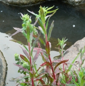 Epilobium ciliatum at Fadden, ACT - 1 Oct 2015 07:36 AM