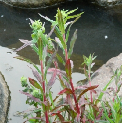 Epilobium ciliatum (A Willow Herb) at Fadden Hills Pond - 1 Oct 2015 by ArcherCallaway