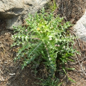 Sonchus asper at Fadden, ACT - 1 Oct 2015 08:00 AM