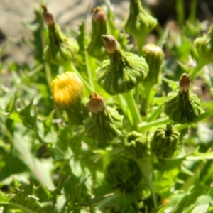 Sonchus asper at Fadden, ACT - 1 Oct 2015 08:00 AM