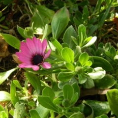 Dimorphotheca ecklonis (African Daisy) at Fadden Hills Pond - 30 Sep 2015 by RyuCallaway