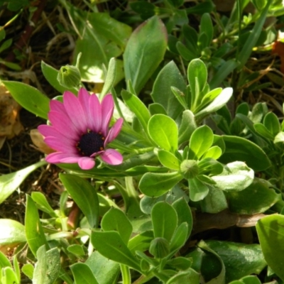 Dimorphotheca ecklonis (South African Daisy) at Fadden Hills Pond - 1 Oct 2015 by ArcherCallaway