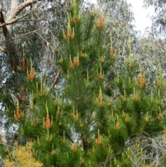 Pinus radiata (Monterey or Radiata Pine) at Fadden Hills Pond - 30 Sep 2015 by RyuCallaway