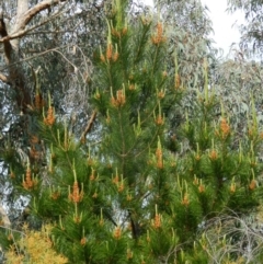 Pinus radiata (Monterey or Radiata Pine) at Fadden Hills Pond - 1 Oct 2015 by ArcherCallaway