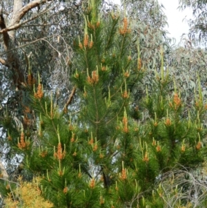 Pinus radiata at Fadden, ACT - 1 Oct 2015 08:03 AM