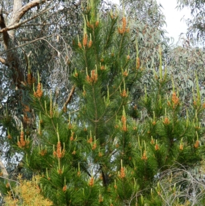 Pinus radiata (Monterey or Radiata Pine) at Fadden Hills Pond - 30 Sep 2015 by RyuCallaway
