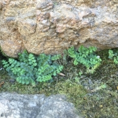 Pleurosorus rutifolius (Blanket Fern) at Stromlo, ACT - 1 Oct 2015 by dcnicholls