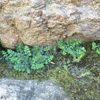 Pleurosorus rutifolius (Blanket Fern) at Stromlo, ACT - 1 Oct 2015 by dcnicholls