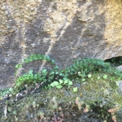 Asplenium flabellifolium (Necklace Fern) at Stromlo, ACT - 1 Oct 2015 by dcnicholls