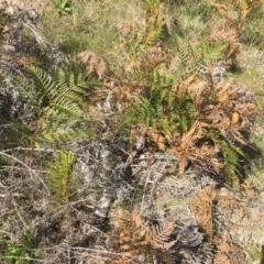 Pteridium esculentum (Bracken) at Stromlo, ACT - 1 Oct 2015 by dcnicholls