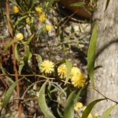 Acacia verniciflua (Varnish Wattle) at Namadgi National Park - 1 Oct 2015 by MichaelMulvaney