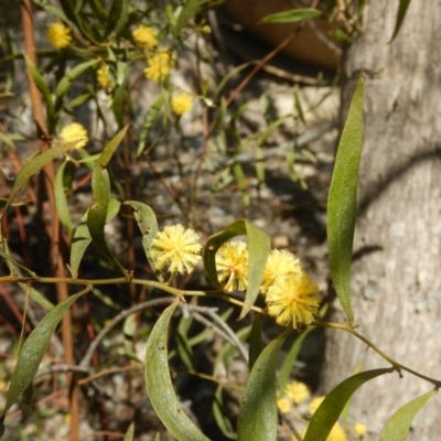 Acacia verniciflua (Varnish Wattle) at Paddys River, ACT - 1 Oct 2015 by MichaelMulvaney