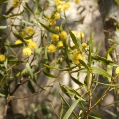 Acacia verniciflua at Paddys River, ACT - 1 Oct 2015 03:02 PM