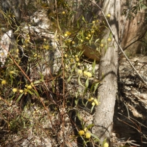 Acacia verniciflua at Paddys River, ACT - 1 Oct 2015